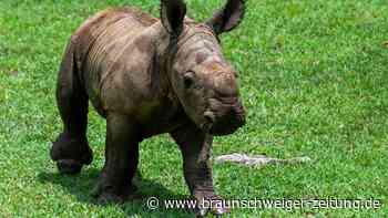 Kubanischer Zoo präsident Baby-Nashorn "Ale"