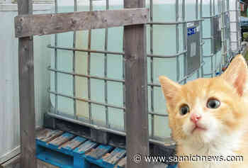 Support pours in as Tofino-Ucluelet animal shelter faces water crisis – Saanich News - Saanich News