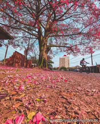 Ipês colorem as ruas de Lagoa da Prata - Jornal Cidade