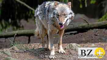 „Es ist gut, dass der Wolf da ist - aber es gibt Probleme“