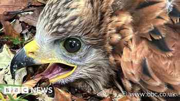 UK red kite success story sees chicks sent to Spain