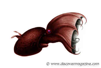 Ancient Cephalopods Used the Power of Suction to Seize Their Prey