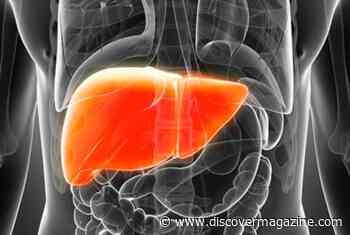 Best Liver Supplements: Top Liver Health Detox Products 2022