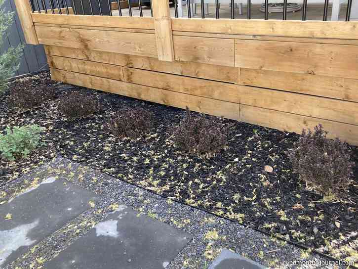 Growing Things: Backyard barberry bushes not growing