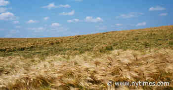 As Russia Chokes Ukraine’s Grain Exports, Romania Tries to Fill In