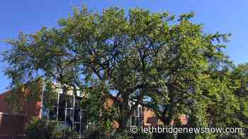 City informing residents of Dutch Elm Disease - Lethbridge News Now