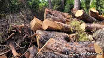 A villa Ada prosegue l'abbattimento dei pini: "Sono tutti morti, a novembre li sostituiamo"