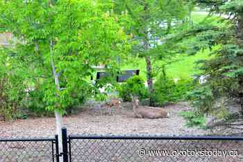 Family watches deer give birth from Okotoks backyard - Okotoks TODAY