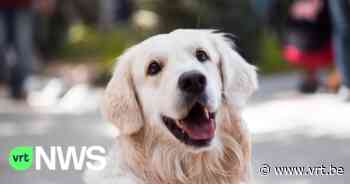 KU Leuven en vzw AAP stellen project “kantoorhond” voor: “Hond op werkvloer kan een meerwaarde zijn” - VRT NWS