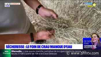 Sécheresse : le foin de la Crau manque d'eau - BFMTV