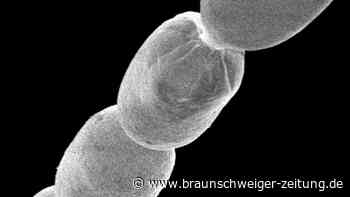 Erstes Riesenbakterium in der südlichen Karibik entdeckt