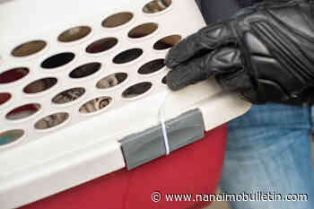 B.C. woman on the hook for vet bills she didn’t approve while cat was in shelter