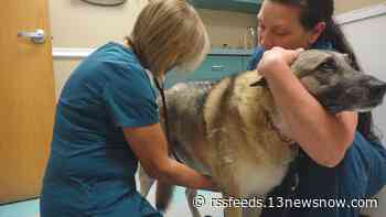 Long wait times, high demand for service are challenges for veterinarians across Hampton Roads