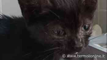 Termoli: Splendida micina da adottare - Termoli Online