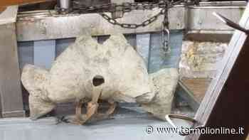 Non pesce ma un cranio di balena lungo 140 centimetri nelle reti del peschereccio - Termoli Online