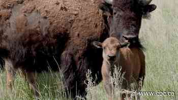 Wanuskewin Heritage Park welcomes 6 new bison calves