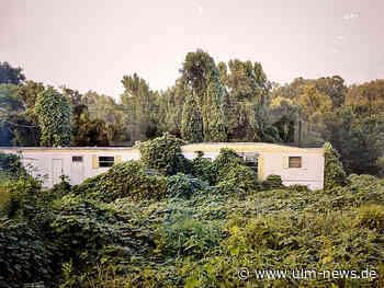 Ausstellung "Kudzu" im Stadthaus Ulm über extremen Wildwuchs in den USA