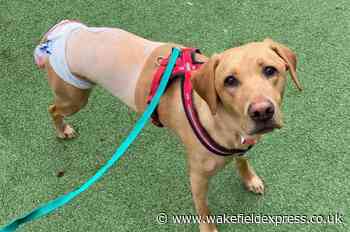 Young Labrador struck down with rare condition has leg amputated - Wakefield Express