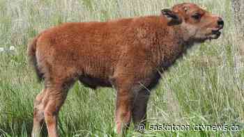 Saskatoon's Wanuskewin Heritage Park welcomes 6 bison calves - CTV News Saskatoon