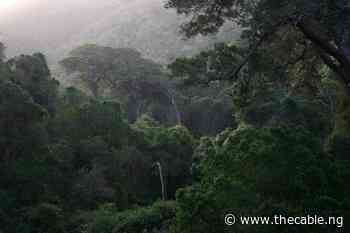 CHOGM 2022: Commonwealth countries join Queen Elizabeth's forest conservation project - TheCable
