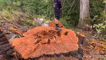 Who is stealing trees from the forest? Problem has economic roots, environmental impact, says author - CBC.ca