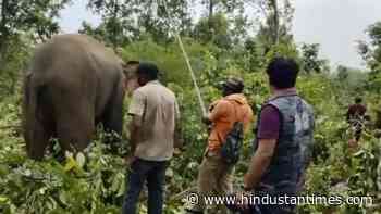 Forest officials track and treat an injured elephant. Watch - Hindustan Times