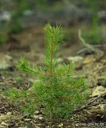 New grants increase opportunities for Indigenous people in forest sector | BC Gov News - BC Gov News