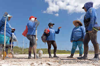 Dig, dump, repeat, then watch the forest grow: Q&A with mangrove restorer Keila Vazquez - Mongabay.com