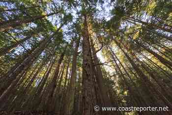 Kinnikinnick Elementary proposes a healing forest - Coast Reporter