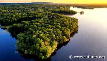 Forest research links carbon uptake and water use - Futurity: Research News