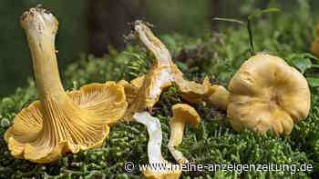 Pilze sammeln: Lässt sich jetzt schon eine Prognose abgeben?
