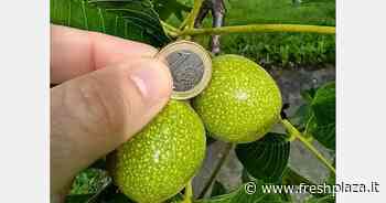 Noci italiane, costi in aumento di 1000 euro l'ettaro - Freshplaza.it
