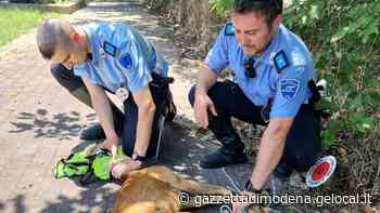 Vignola, il capriolo resta ferito Salvato dalla polizia locale - La Gazzetta di Modena