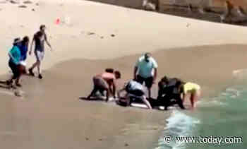 Man attacked by shark recalls good Samaritans saving his life: 'I could have bled out'