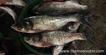 The Fight to Keep Carp Out of the Great Lakes - MeatEater