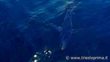 Immortalato un enorme squalo blu nel Golfo di Trieste - TriestePrima