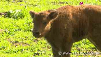 Kleines Wisentkalb in Springe geboren - SAT.1 REGIONAL - Sat.1 Regional