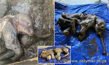 Most complete baby mammoth in North America is FOUND