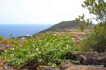 Il “Cammino di Khamma” a Donnafugata alla scoperta di Pantelleria - Montenapo Daily