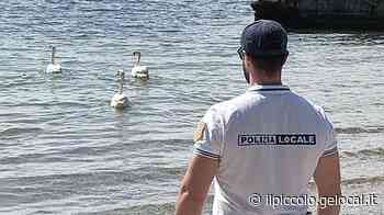 Monfalcone, germani reali catturati: indaga la polizia - Il Piccolo