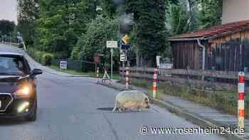 Grunz! Was treibt dieses Hängebauchschwein am Gerberberg in Tittmoning? - rosenheim24.de