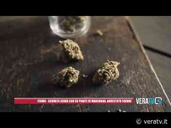 Fermo, scovata serra con 36 piante di marjiuana: arrestato 50enne - VeraTV News