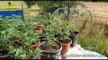 Piantagione di cannabis nel giardino di casa: in manette 50enne di Fermo - VIDEO - Il Quotidiano Italiano - Nazionale