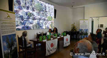 Anacapri: L'Oro di Capri, un modello di sostenibilità e rigenerazione comunitaria - ilmattino.it