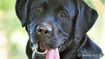 Tierheim Siegen: Leynat, der stattlich-sanfte Labrador-Rüpel - WP News