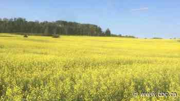 Ceres cancels $350M US canola-crushing plant planned for Saskatchewan