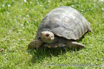 Studying the slow ageing of tortoises could unlock secrets to human longevity