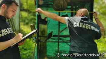 Bracconaggio, operazione nello Stretto di Messina: un arresto e otto denunce - Gazzetta del Sud - Edizione Reggio Calabria