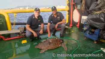 Messina, recuperato un esemplare di Caretta Caretta: rischiava di essere travolta - Gazzetta del Sud - Edizione Messina