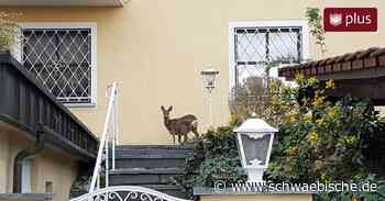 Reh und Fuchs sagen sich in Ravensburg gute Nacht - Schwäbische